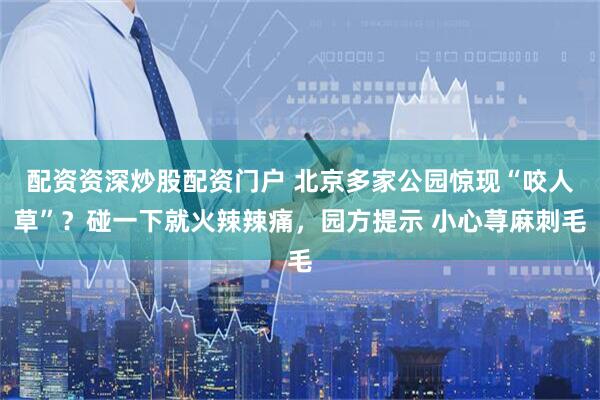 配资资深炒股配资门户 北京多家公园惊现“咬人草”？碰一下就火辣辣痛，园方提示 小心荨麻刺毛